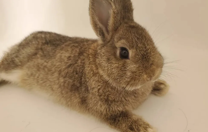 Immerse Yourself In The Enchanting World Of Cuddle Bunny In Lincoln Park