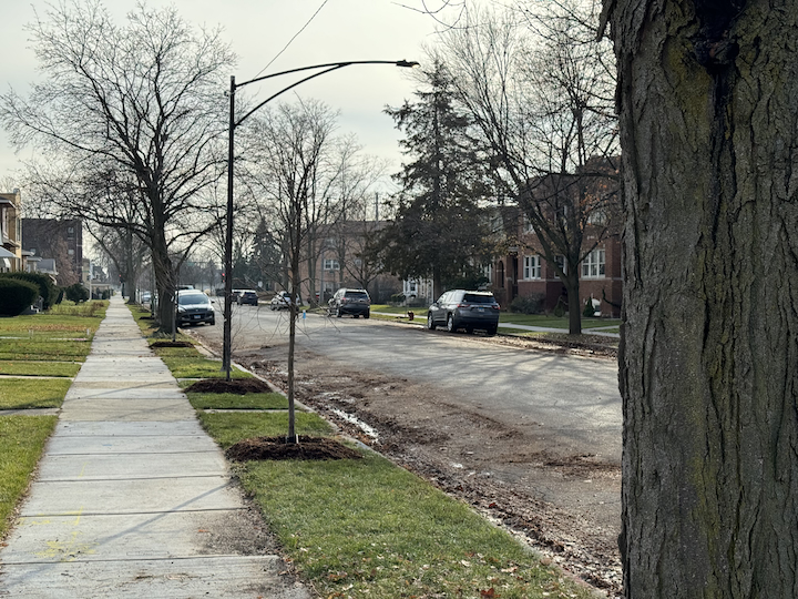 Here's How You Request A Free Tree Planting In Chicago