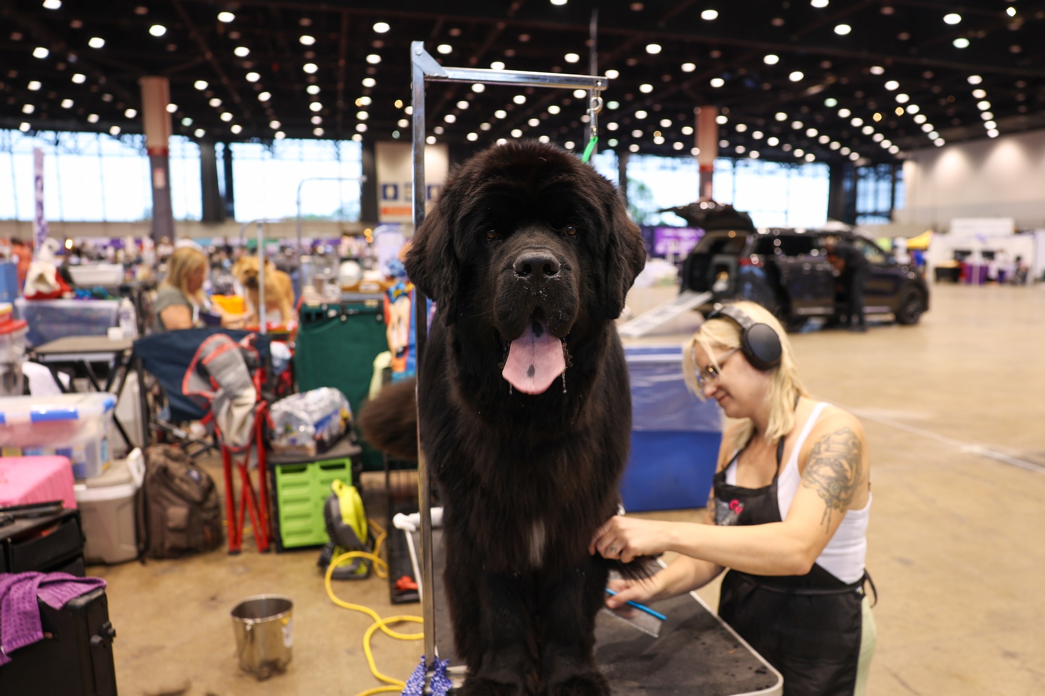 Great American Dog Show This Weekend!