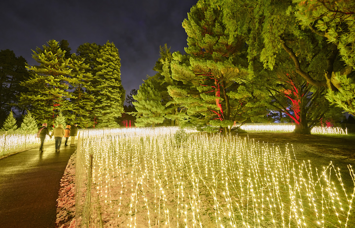 The Morton Arboretum’s Illumination: Where Winter Glows Brighter Than Ever