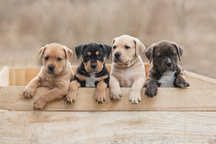 Paws and Pose: Yoga with Your Furry Friend