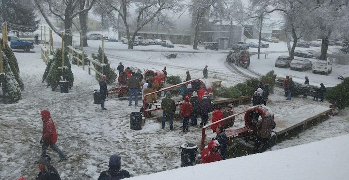 A Holiday Pilgrimage to Richardson Christmas Tree Farm: Where Tradition Takes Root in the Illinois Countryside