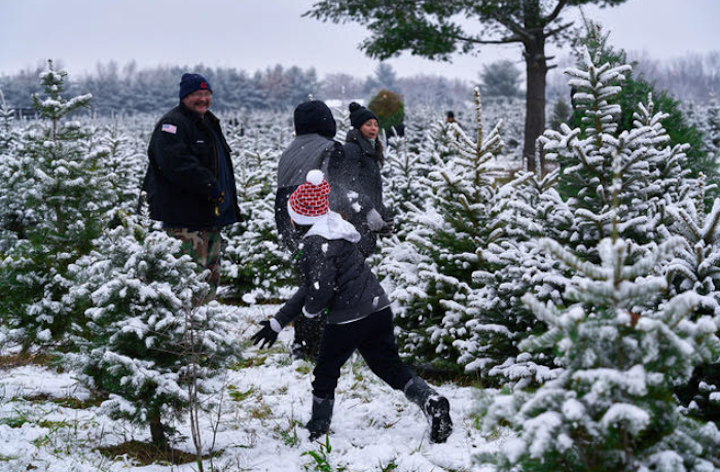 Get That Family Christmas Tree At Richardson Tree Farm