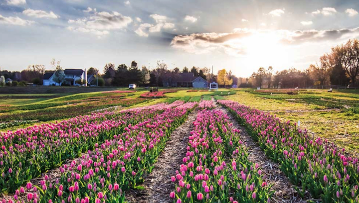 2026 Tulip Fields NOW OPEN: A Blooming Spring Escape You Can’t Miss