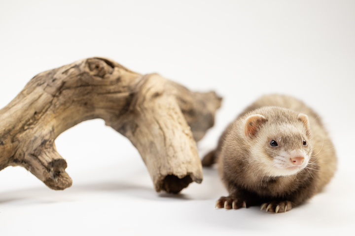 Wild World: Miracles In Conservation is a Dynamic Live Exhibit